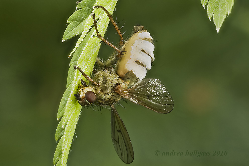 L''Entomophthora muscae  colpisce ancora